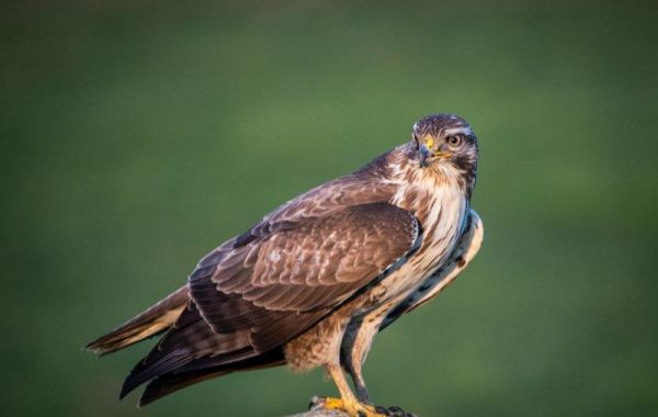 Mäuse-Buzzard